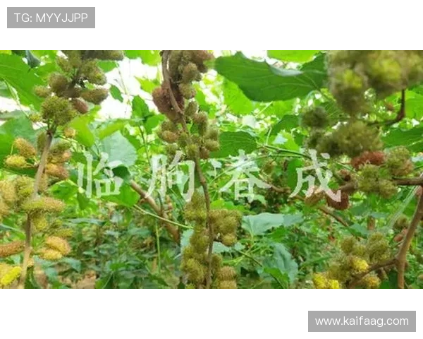 新用户必看：凯发娱乐集团会员注册流程详解与攻略